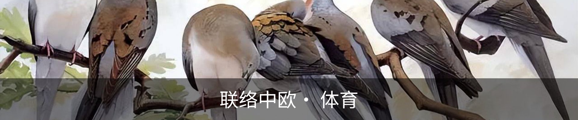 联络中欧· 体育